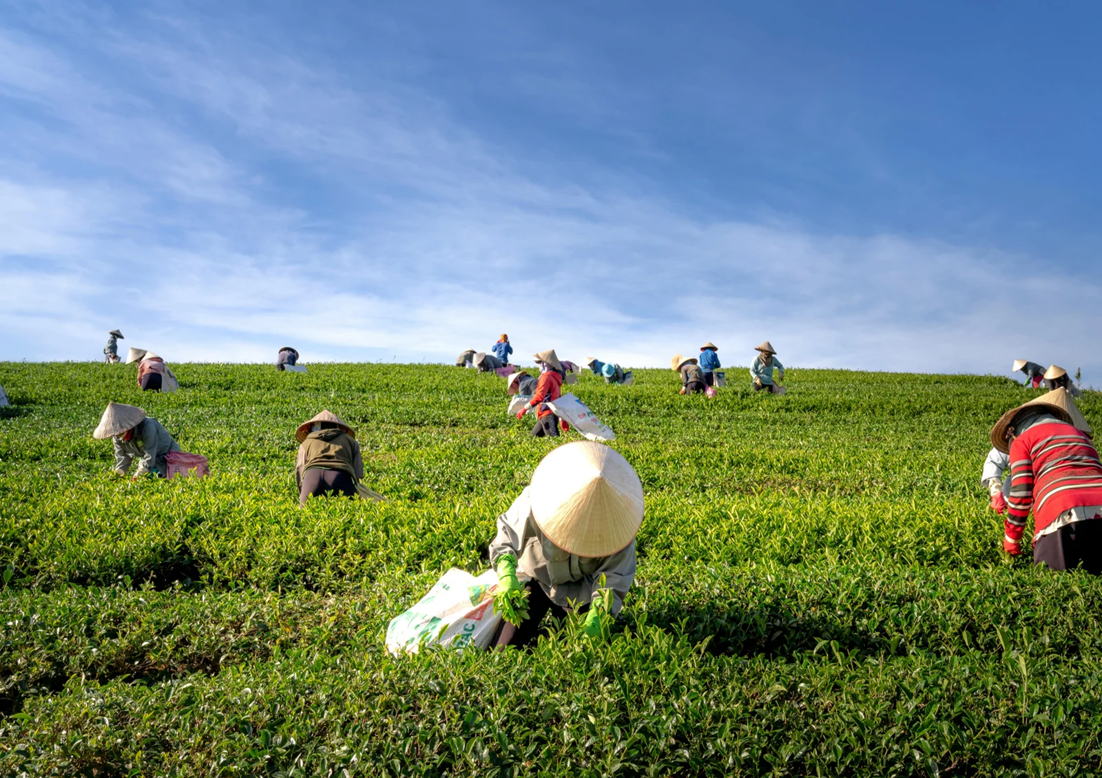 agriculture-CPIWnIGn